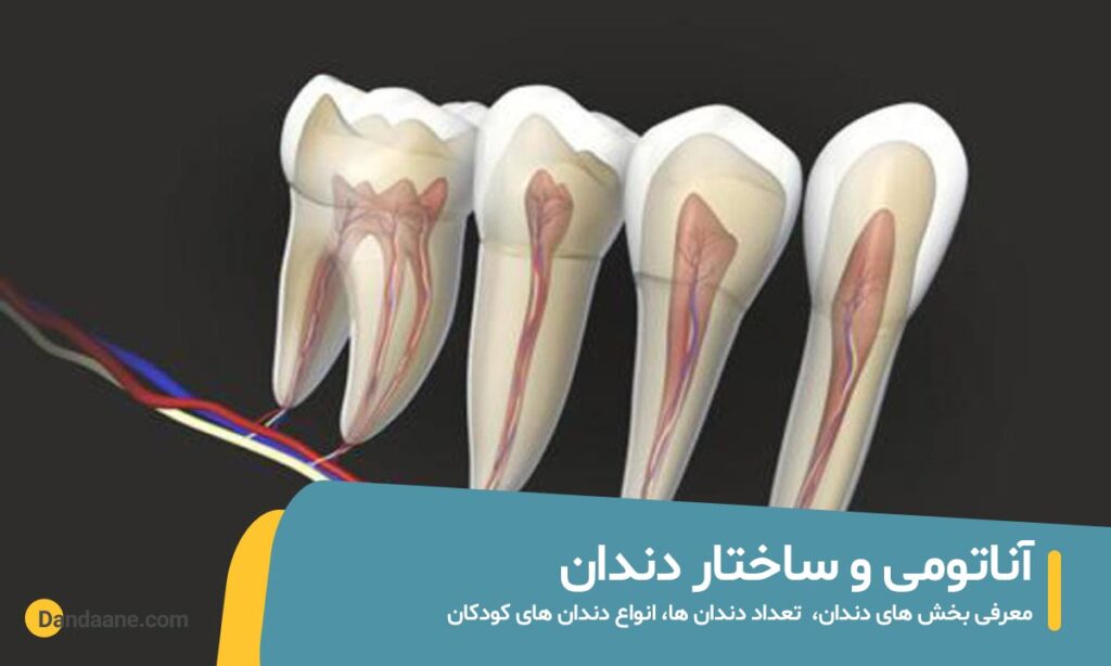 آناتومی و ساختار دندان | انواع، تعداد + عملکرد هر دندان (5 نکته کاربردی)
