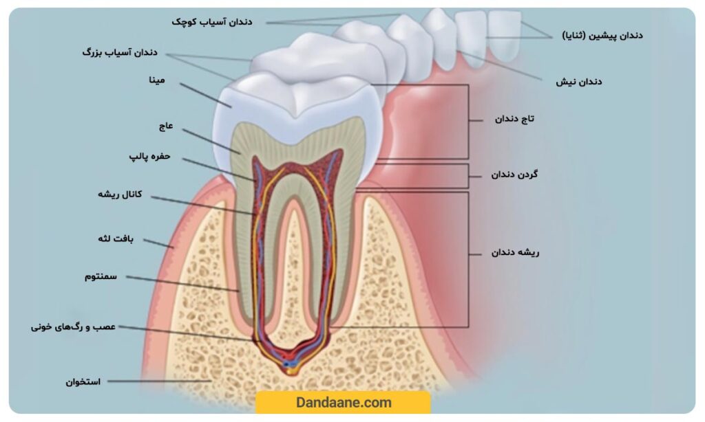 آناتومی و ساختار دندان