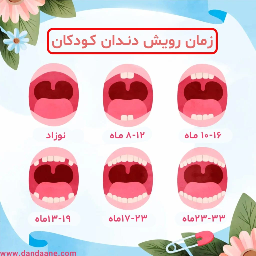 اینفوگرافی زمان رویش دندان کودکان