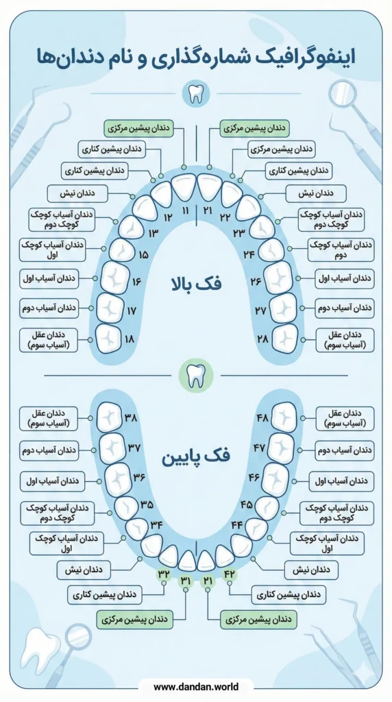تصویر اینفوگرافیک شماره گذاری دندان ها