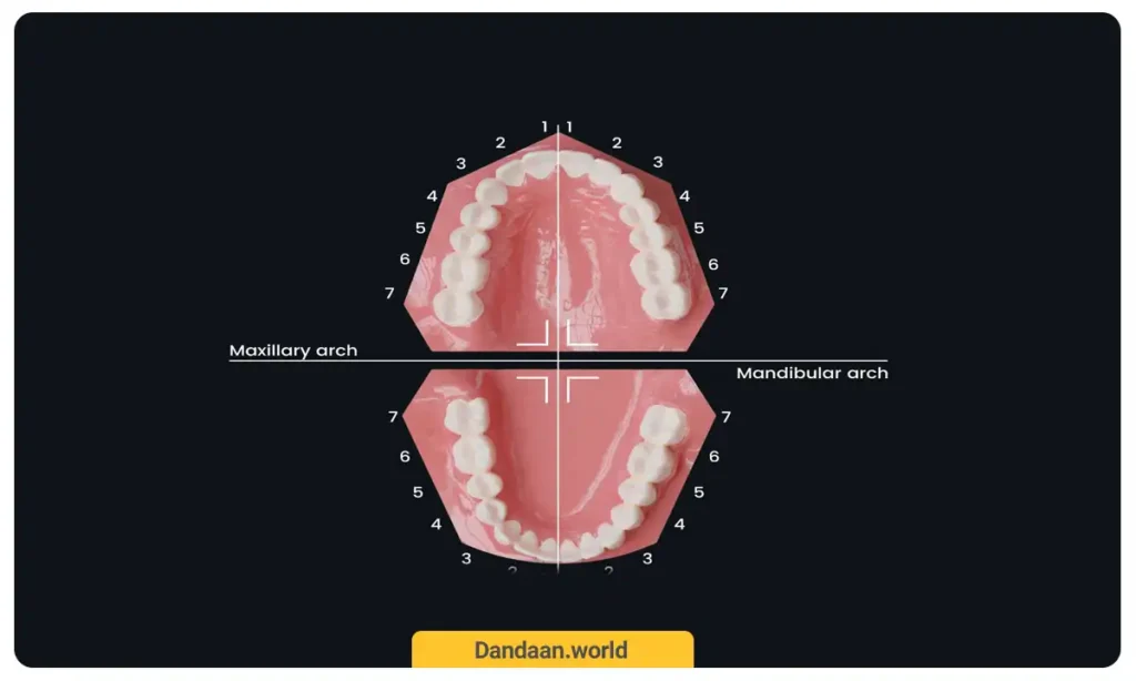 نامگذاری دندان ها به روش پرمولار 