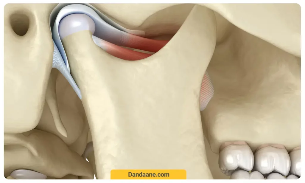 تصویری از استخوان فک 