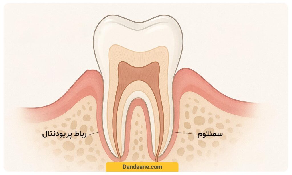 سمنتوم و رباط پریودنتال
